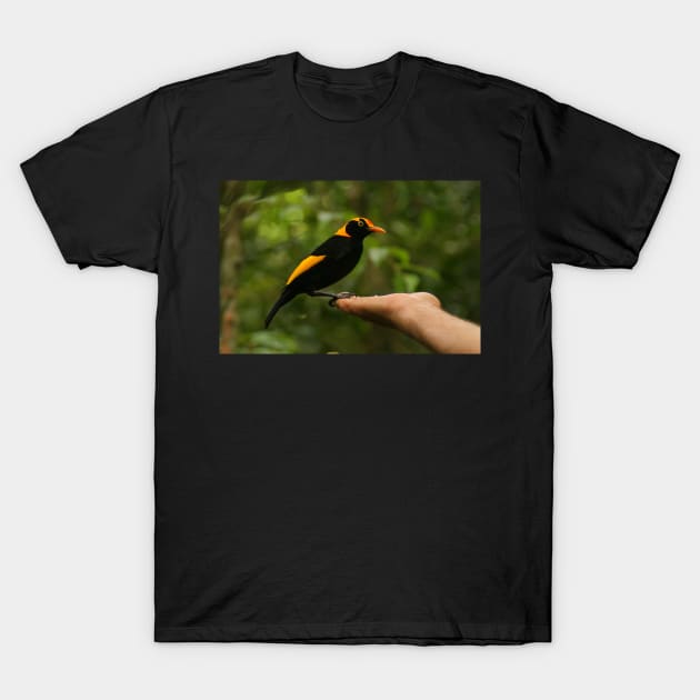 A Regent Bowerbird in the hand is worth two or more photos T-Shirt by Michaelm43